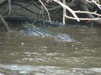 Auf dem Daintree River (2)