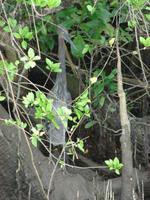 Auf dem Daintree River (6)