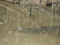 Auf dem Daintree River (8)