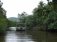Auf dem Daintree River (9)