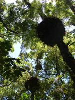 Daintree NP Mossman Gorge (1)
