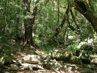 Daintree NP Mossman Gorge (4)