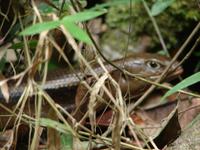 Daintree NP Mossman Gorge (5)