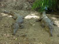 Im Rainforest Habitat Wildlifepark (10)