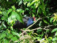 Im Rainforest Habitat Wildlifepark (2)