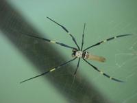 Unsere einzige Spinne auf der Reise