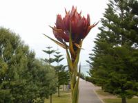 Sydney (Watsons Bay)