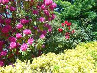 Flora in den Blue Mountains