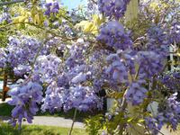 Flora in den Blue Mountains