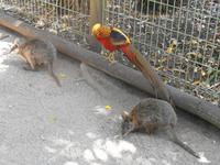 Featherdale Wildlife Park