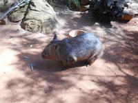 Featherdale Wildlife Park