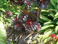 Melbourne (Fitzroy Gardens - Schwarzkopf)