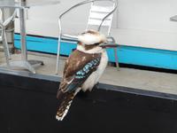 Great Ocean Road (Kennett River)