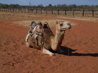 Fahrt von Alice Springs nach Yulara (Pause auf einer Kamelfarm)