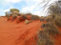 Fahrt von Alice Springs nach Yulara (Sanddüne im Outback)