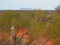 Fahrt von Alice Springs nach Yulara (Sanddüne im Outback - Blick auf den Mount Conner)