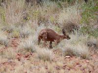 Outback - Wanderung bei den Kata Tjutas (Olgas) und Begegnung mit einem Känguruh