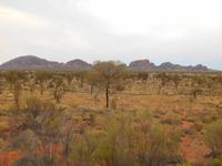 Outback - Blick auf die Kata Tjutas (Olgas)