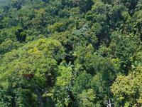 Fahrt mit der Regenwald-Skyrail nach Kuranda