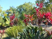 Vegetation in Kuranda