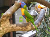 Wildlife Habitat Park in Port Douglas