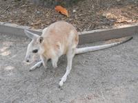 Wildlife Habitat Park in Port Douglas