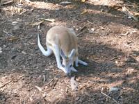 Wildlife Habitat Park in Port Douglas