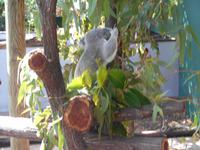 Wildlife Habitat Park in Port Douglas