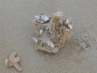 Daintree Nationalpark (Cow Bay Beach)