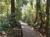 Daintree Nationalpark (Spaziergang durch den Regenwald)
