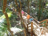 Daintree Nationalpark (Spaziergang durch den Regenwald)