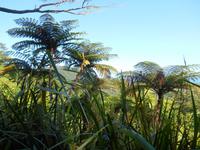 Daintree Nationalpark (Aussichtspunkt Alexandra Range)