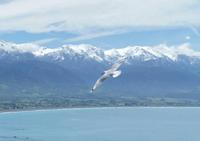 Kaikoura - Rundeise Neuseeland - Südinsel