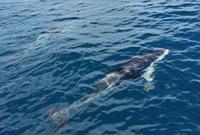 Kaikoura - Rundeise Neuseeland - Südinsel