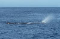 Kaikoura - Rundeise Neuseeland - Südinsel