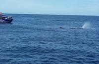 Kaikoura - Rundeise Neuseeland - Südinsel