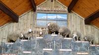 The Agrodome - Rundeise Neuseeland - Nordinsel