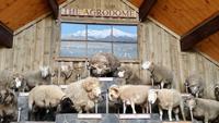 The Agrodome - Rundeise Neuseeland - Nordinsel