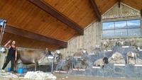 The Agrodome - Rundeise Neuseeland - Nordinsel