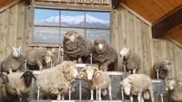 The Agrodome - Rundeise Neuseeland - Nordinsel