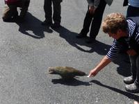 Rundeise Neuseeland - Südinsel