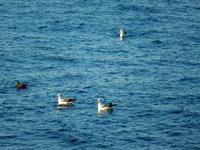 Milford Sound - Rundeise Neuseeland - Südinsel