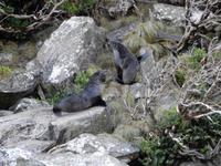Milford Sound - Rundeise Neuseeland - Südinsel