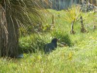 Rundeise Neuseeland - Südinsel
