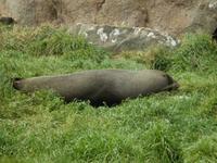 Dunedin - Otago Halbinsel - Rundeise Neuseeland - Südinsel