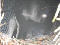 Dunedin - Otago Halbinsel - Rundeise Neuseeland - Südinsel