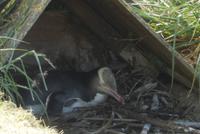 Dunedin - Otago Halbinsel - Rundeise Neuseeland - Südinsel