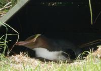 Dunedin - Otago Halbinsel - Rundeise Neuseeland - Südinsel