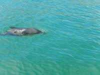 Dunedin - Otago Halbinsel - Rundeise Neuseeland - Südinsel