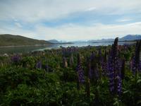 Lake Tekapo - Rundeise Neuseeland - Südinsel